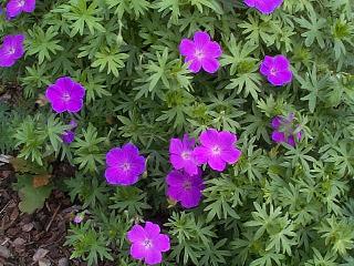  Image name: geranio selvatico2.jpg 
 width: 320 pixel 
 height: 240 pixel 
 Size: 47426 bytes 
 Click to enlarge 